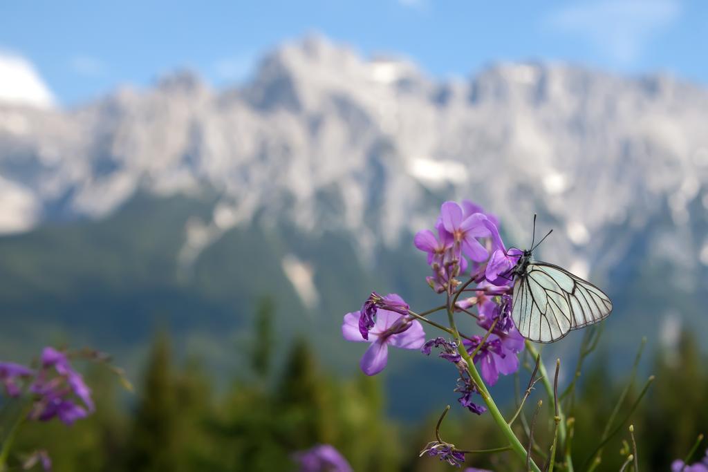 Gaestehaus Edlhuber Mittenwald Εξωτερικό φωτογραφία